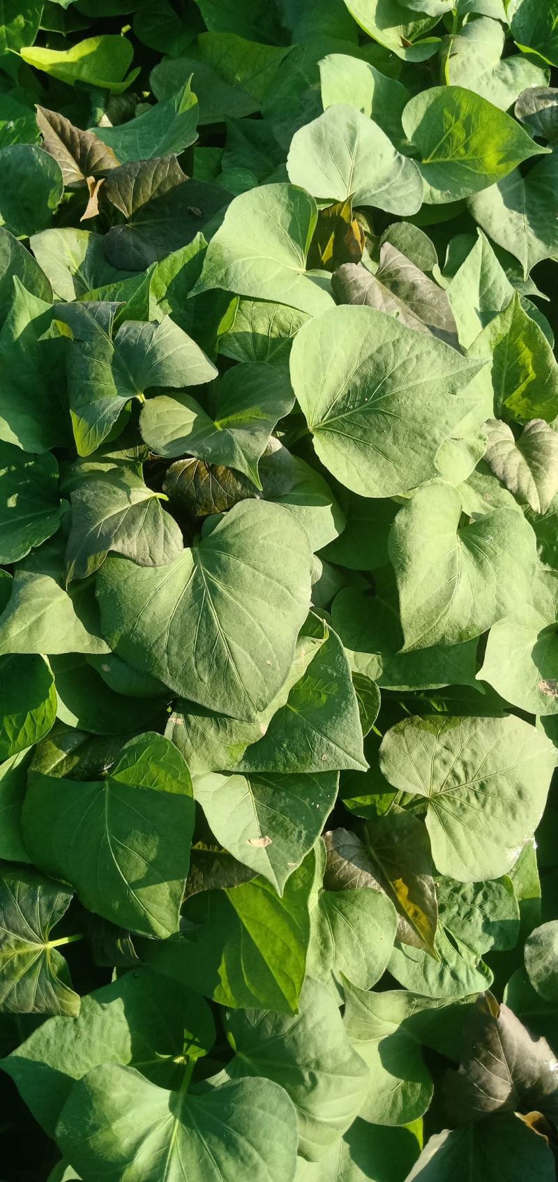 西瓜蜜红薯苗蜜薯苗龙薯9哈密板栗薯