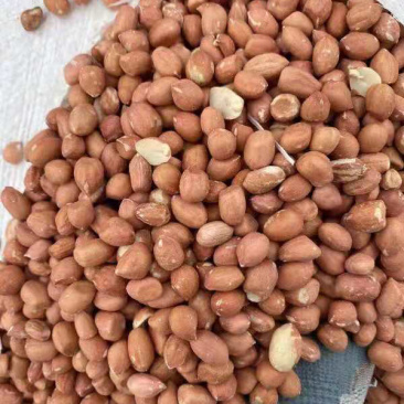 苏丹精选花生米现货发售，10000元/吨