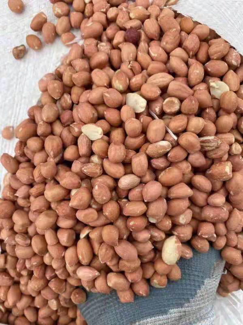 苏丹精选花生米现货发售，10000元/吨
