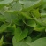 红薯苗西瓜蜜红薯苗白哈密日本红瑶榴莲蜜