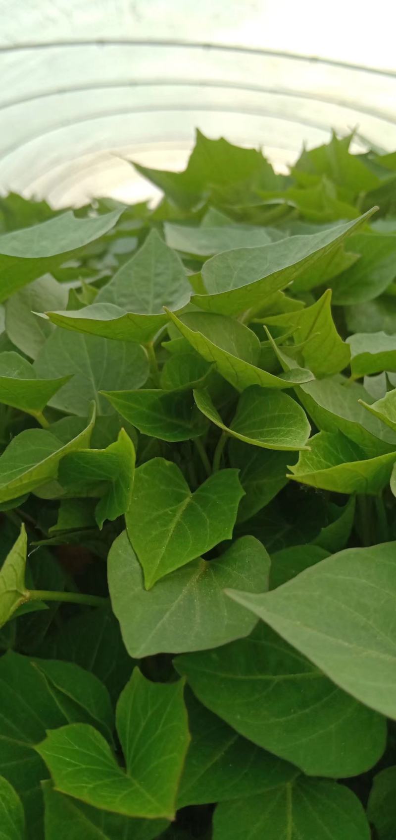 红薯苗西瓜蜜红薯苗白哈密日本红瑶榴莲蜜