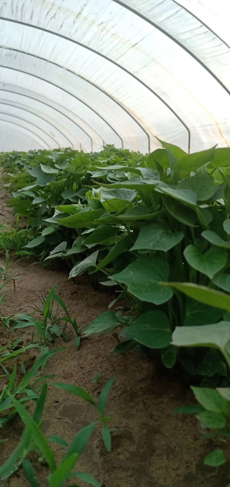 红薯苗西瓜蜜红薯苗白哈密日本红瑶榴莲蜜