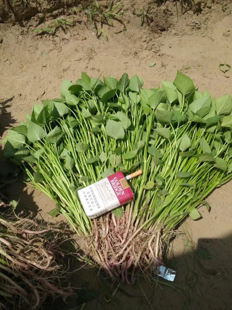 红薯苗西瓜蜜红薯苗白哈密日本红瑶榴莲蜜