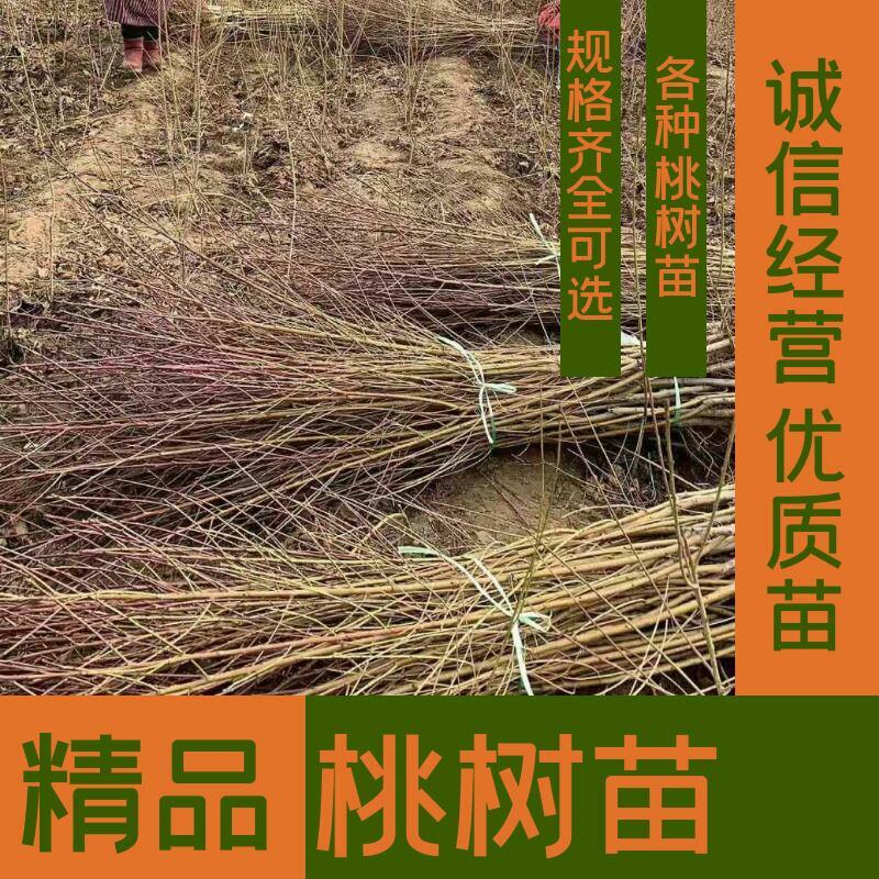桃树苗，突围桃黄金密，出售各种树苗，有一到二年各种占地苗
