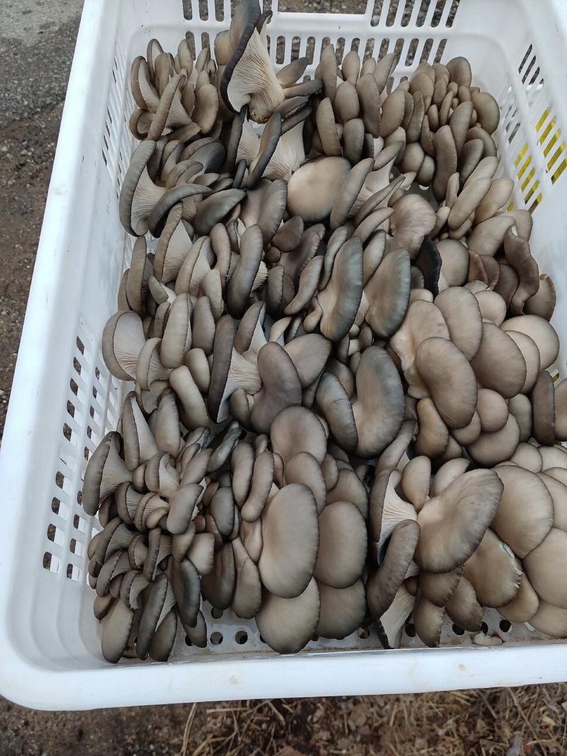 蘑菇，青岛精品蘑菇，产地直销，现摘现发，天天有货