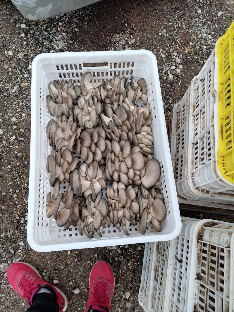 蘑菇，青岛精品蘑菇，产地直销，现摘现发，天天有货