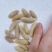 土蜂蛹3级，带内脏，虎头蜂蛹，熟冻，广州发货