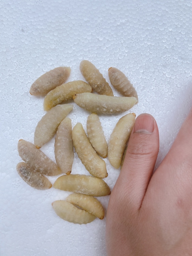 土蜂蛹3级，带内脏，虎头蜂蛹，熟冻，广州发货