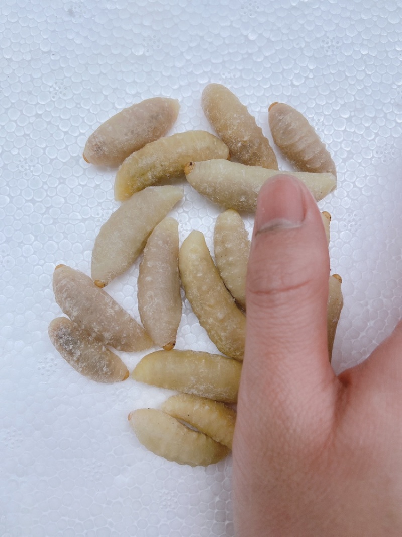 土蜂蛹3级，带内脏，虎头蜂蛹，熟冻，广州发货