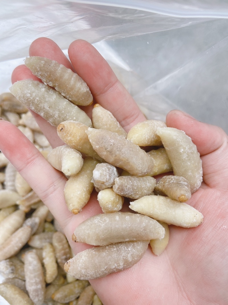 土蜂蛹3级，带内脏，虎头蜂蛹，熟冻，广州发货