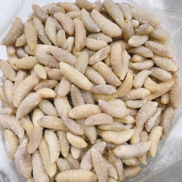 土蜂蛹3级，带内脏，虎头蜂蛹，熟冻，广州发货