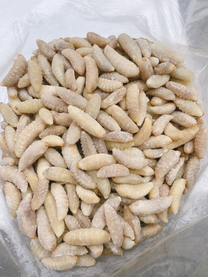 土蜂蛹3级，带内脏，虎头蜂蛹，熟冻，广州发货