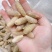 土蜂蛹3级，带内脏，虎头蜂蛹，熟冻，广州发货