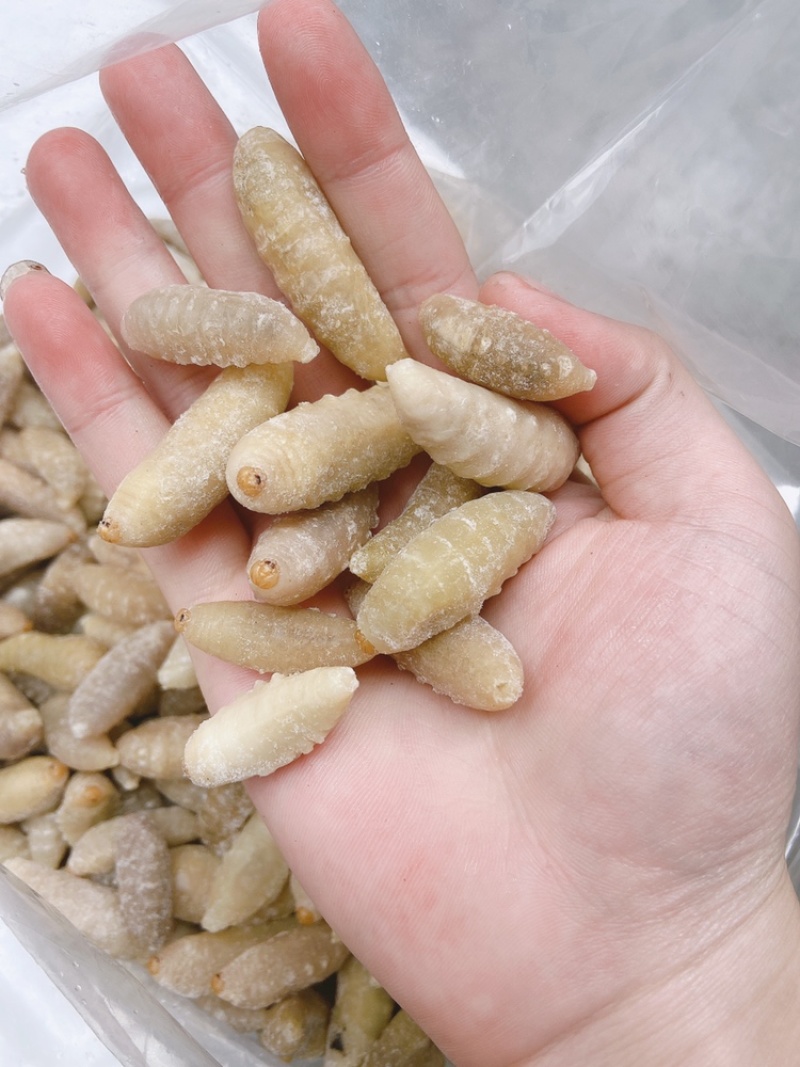 土蜂蛹3级，带内脏，虎头蜂蛹，熟冻，广州发货