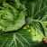 云南楚雄姚安大白菜出售工棚种植颗型整齐大小一致