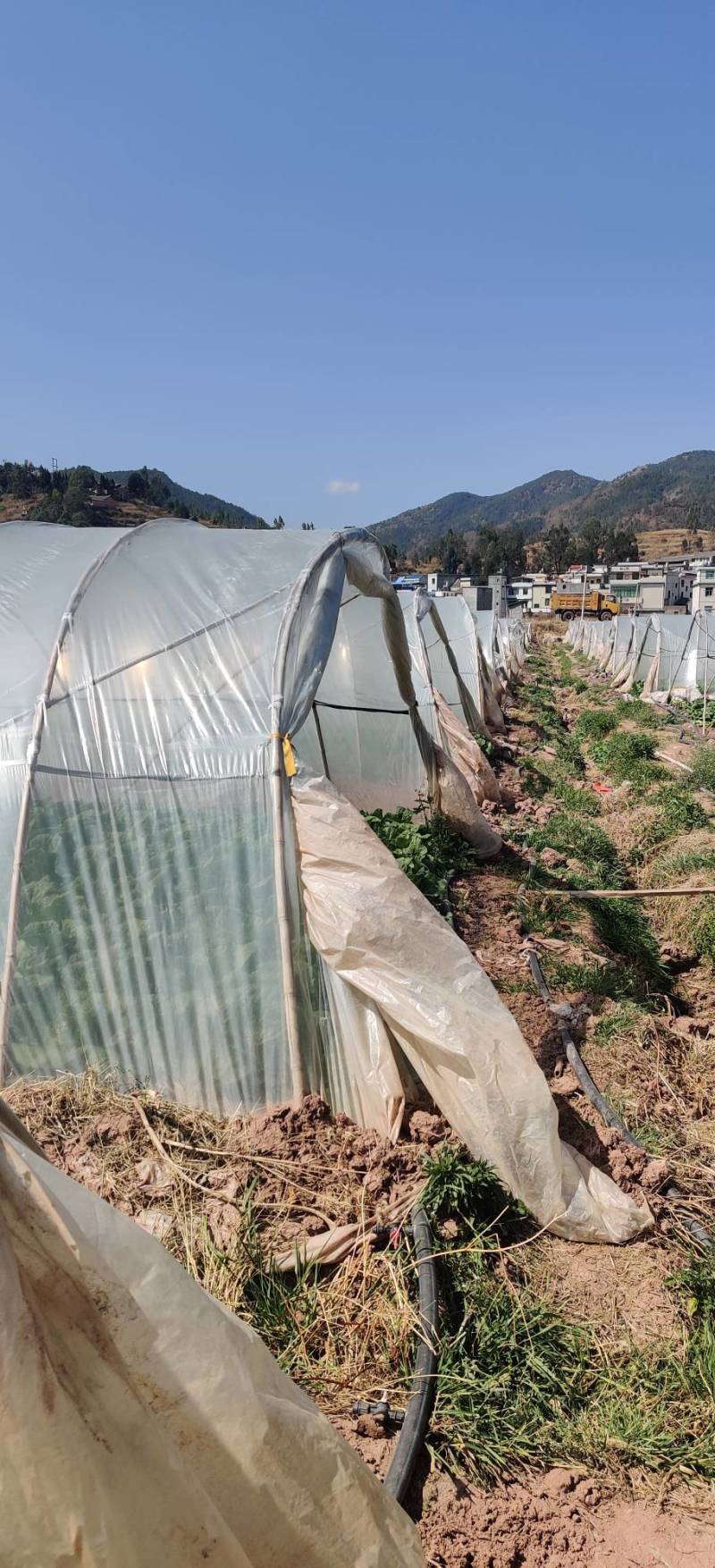 云南楚雄姚安大白菜出售工棚种植颗型整齐大小一致