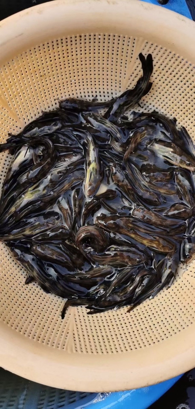 黄骨鱼苗黄辣丁苗杂交黄丫角批发广东鱼苗