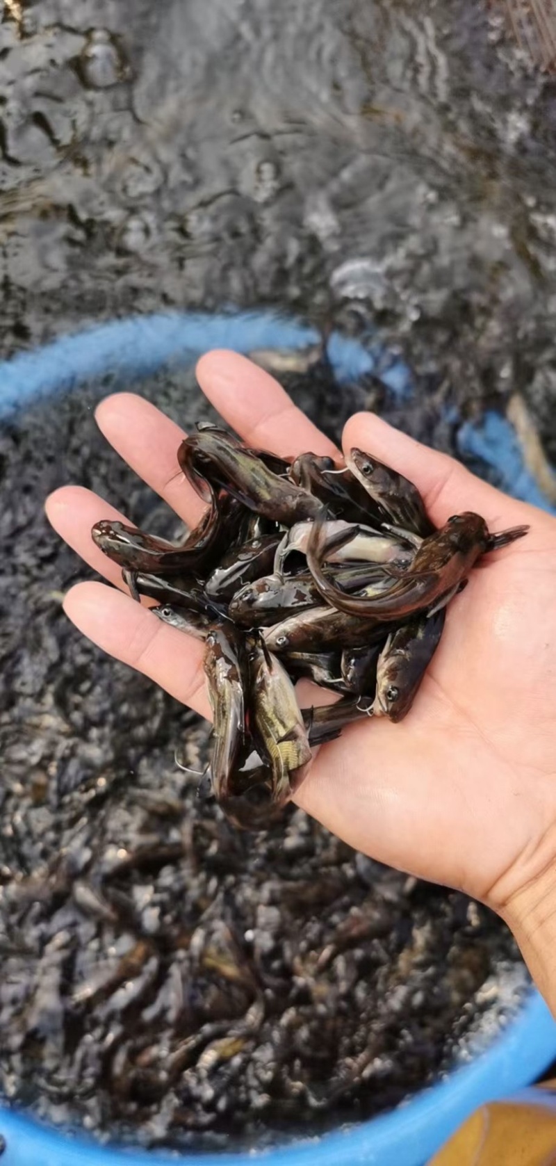 黄骨鱼苗黄辣丁苗杂交黄丫角批发广东鱼苗