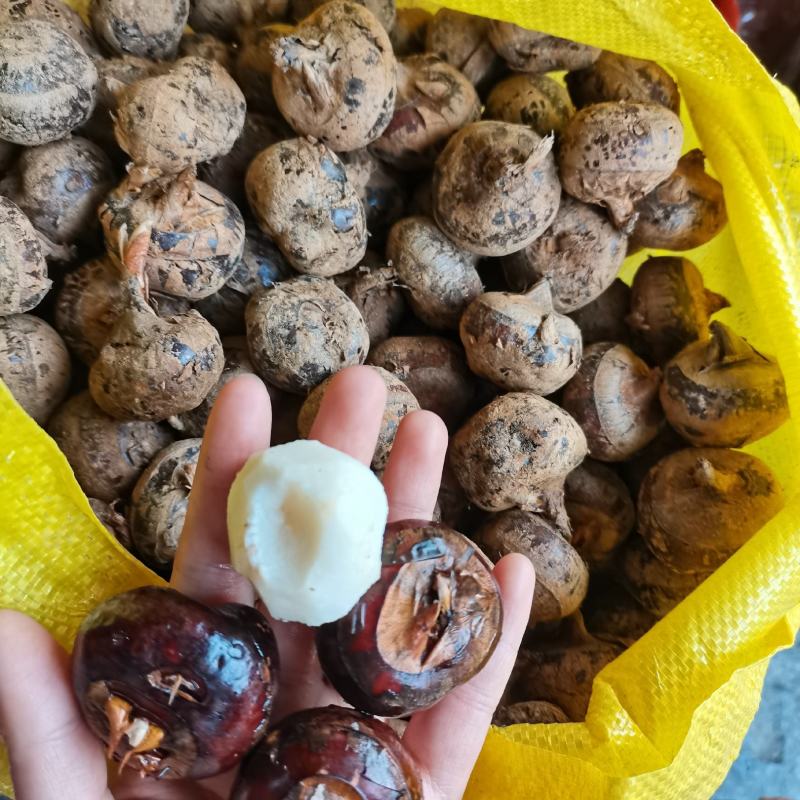 茨菇一件40斤个头大米子白口感脆甜
