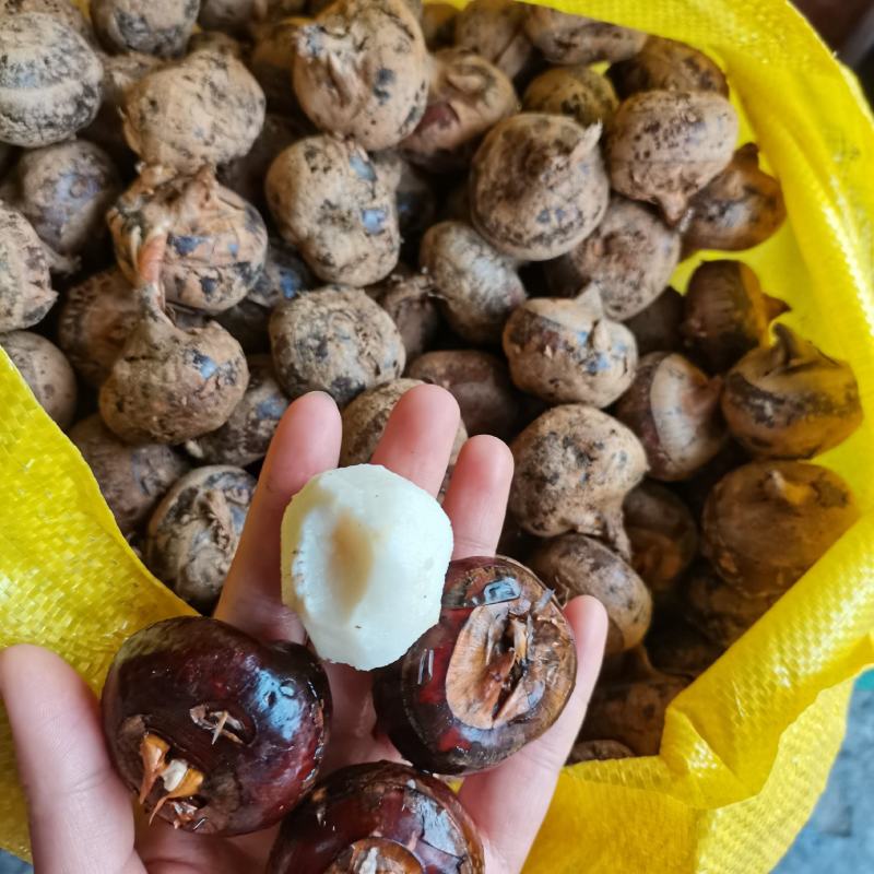 茨菇一件40斤个头大米子白口感脆甜