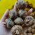 茨菇一件40斤个头大米子白口感脆甜