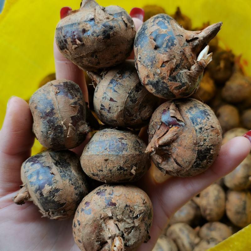 茨菇一件40斤个头大米子白口感脆甜