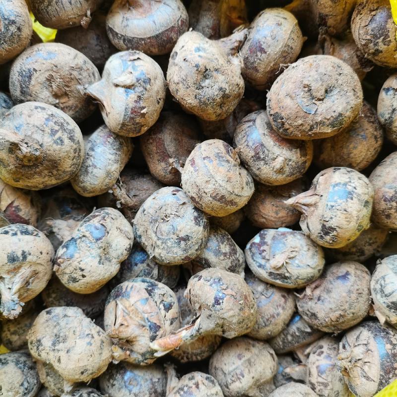 茨菇一件40斤个头大米子白口感脆甜