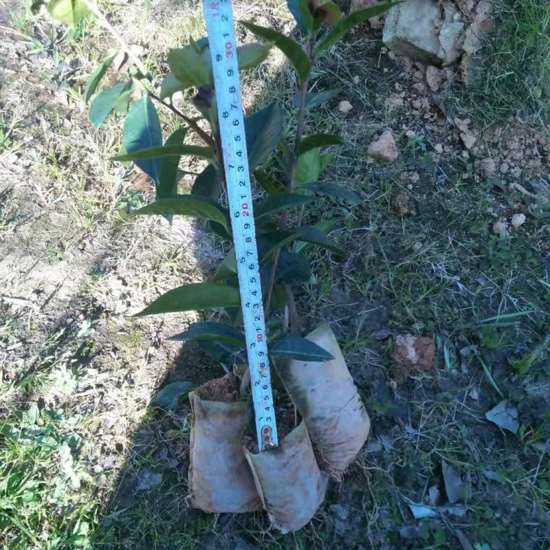 云南腾冲红花油茶苗，大量供应，基地现挖现发，质优价廉