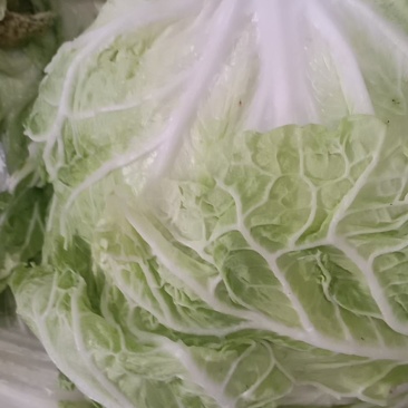 白菜大小均匀全绿净菜
