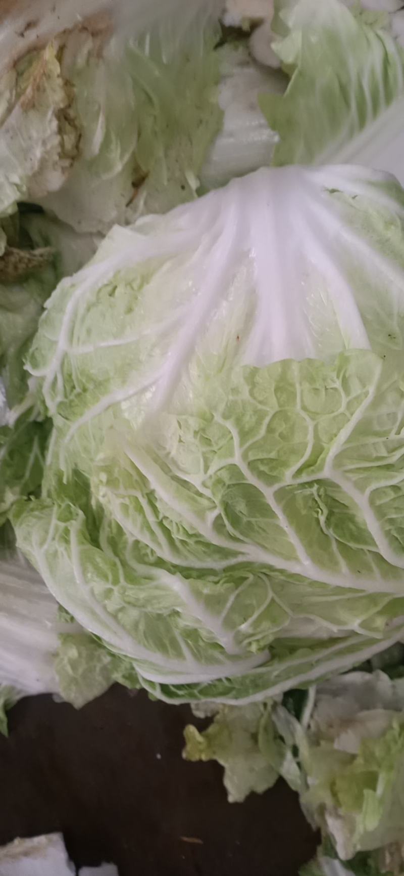 白菜大小均匀全绿净菜