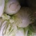 白菜大小均匀全绿净菜