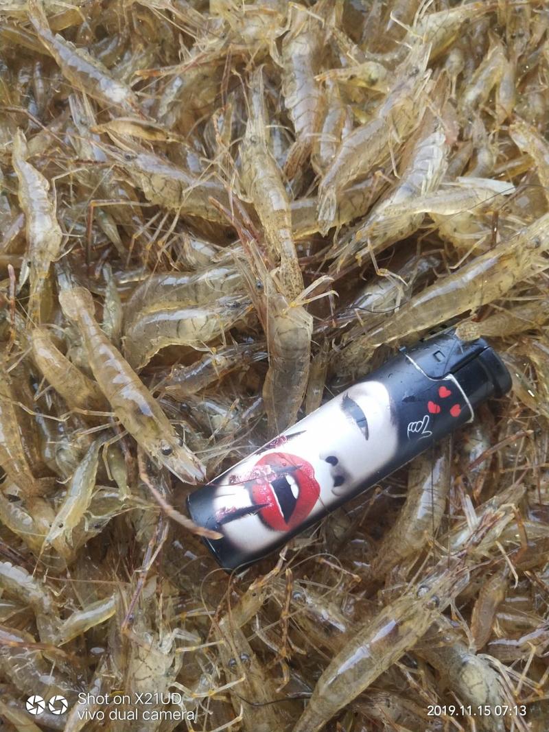 草虾河虾:一手货源产地湖北潜江市，黄卫国水产，全国发货。