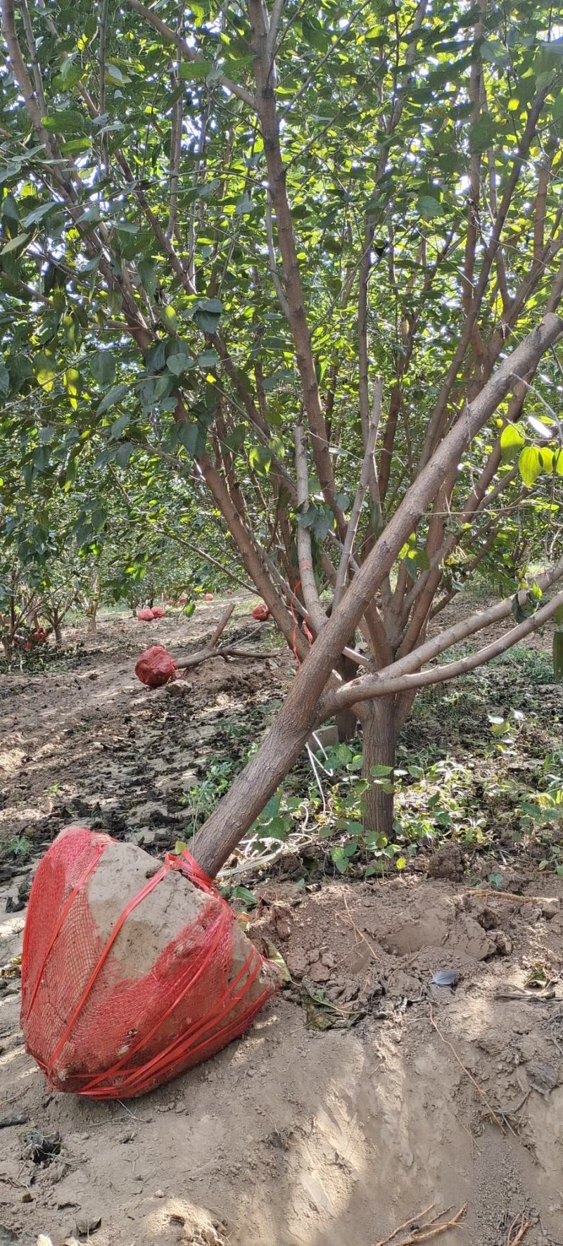 【荐】桑树苗山东桑树黑珍珠桑树苗桑树苗基地成活率高