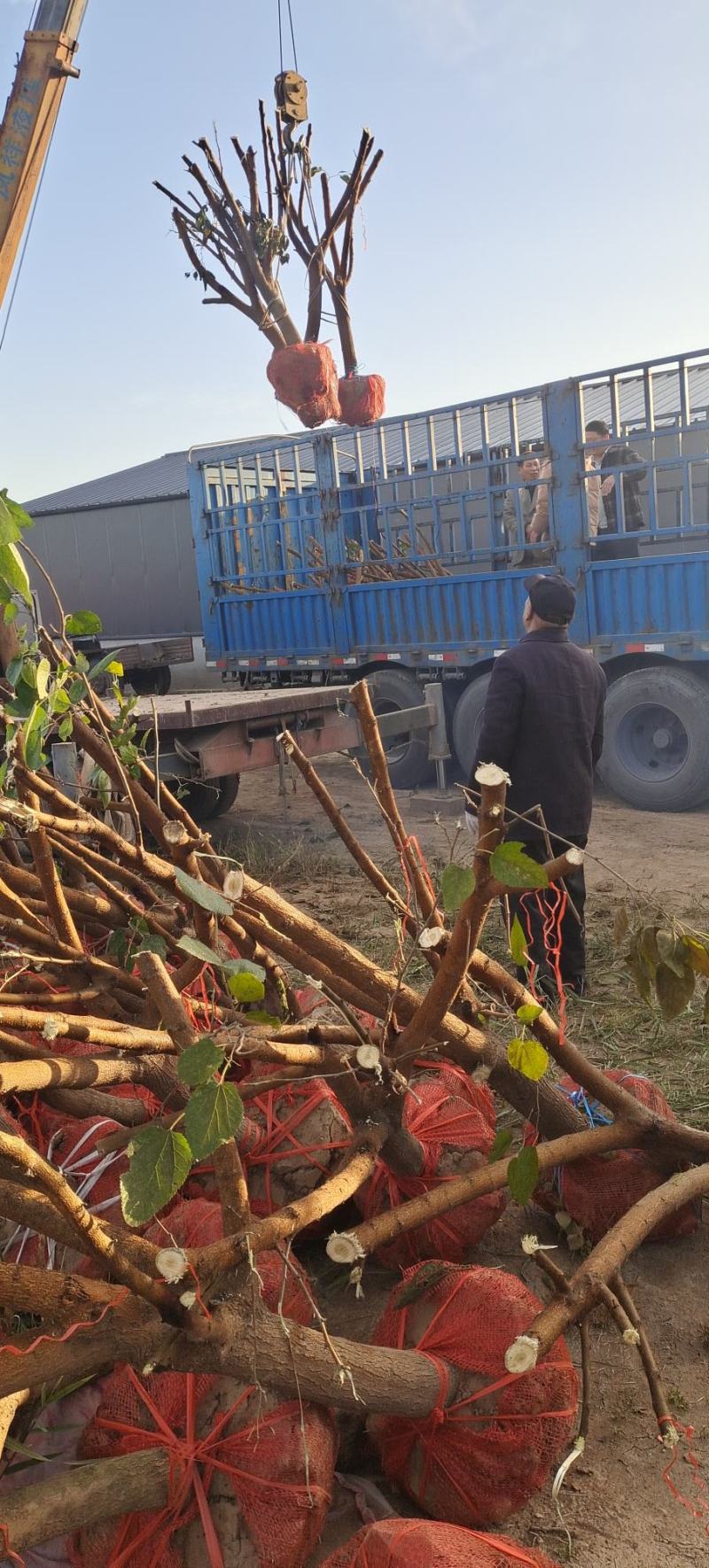 【荐】桑树苗山东桑树黑珍珠桑树苗桑树苗基地成活率高