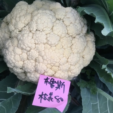 山东寿光秋季用松花菜菜苗青梗散花菜有机花菜苗