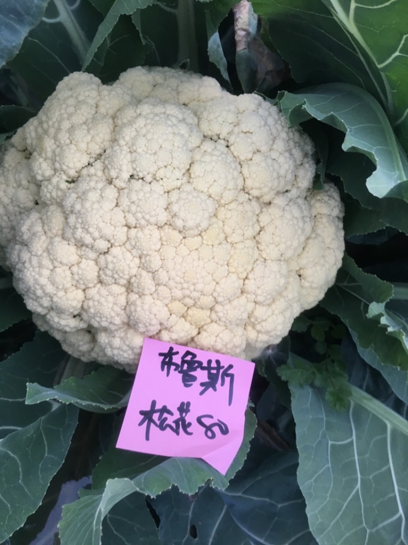 山东寿光秋季用松花菜菜苗青梗散花菜有机花菜苗