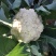 山东寿光秋季用松花菜菜苗青梗散花菜有机花菜苗
