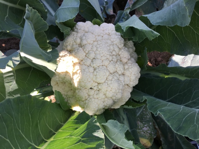 山东寿光秋季用松花菜菜苗青梗散花菜有机花菜苗