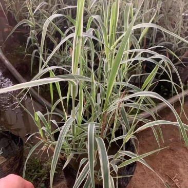大盆花叶芦竹种植，水生花叶芦竹基地，花叶芦竹，大盆，小盆