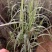 大盆花叶芦竹种植，水生花叶芦竹基地，花叶芦竹，大盆，小盆
