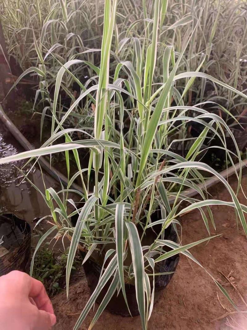大盆花叶芦竹种植，水生花叶芦竹基地，花叶芦竹，大盆，小盆