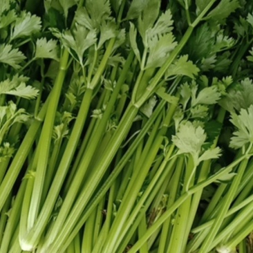 黄帝（黄后）芹菜大小均匀无黄叶纯绿