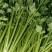 黄帝（黄后）芹菜大小均匀无黄叶纯绿