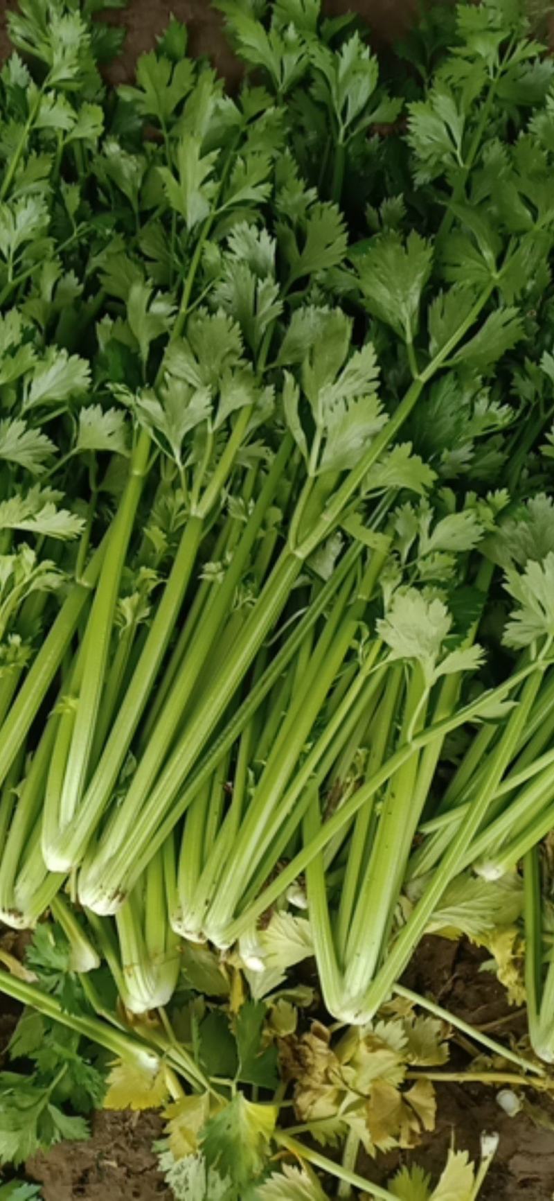 黄帝（黄后）芹菜大小均匀无黄叶纯绿