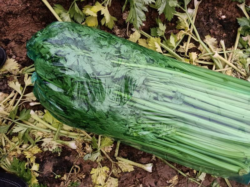 黄帝（黄后）芹菜大小均匀无黄叶纯绿