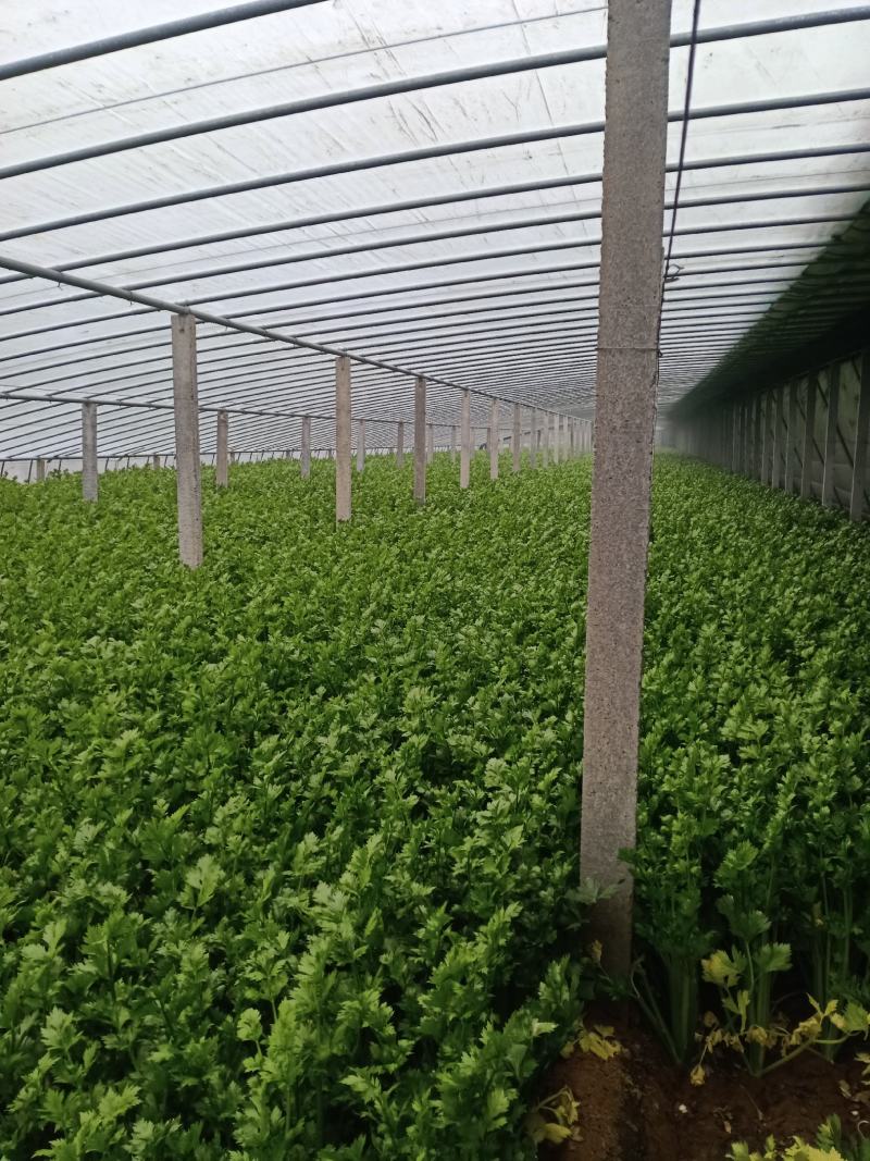 黄帝（黄后）芹菜大小均匀无黄叶纯绿