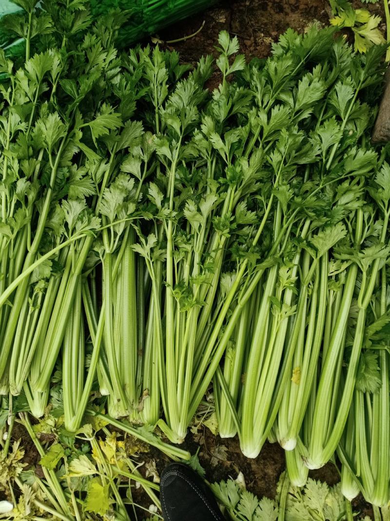 黄帝（黄后）芹菜大小均匀无黄叶纯绿