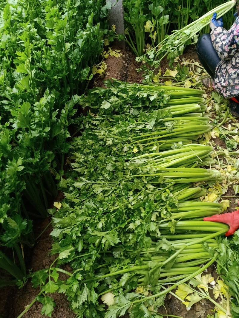 黄帝（黄后）芹菜大小均匀无黄叶纯绿