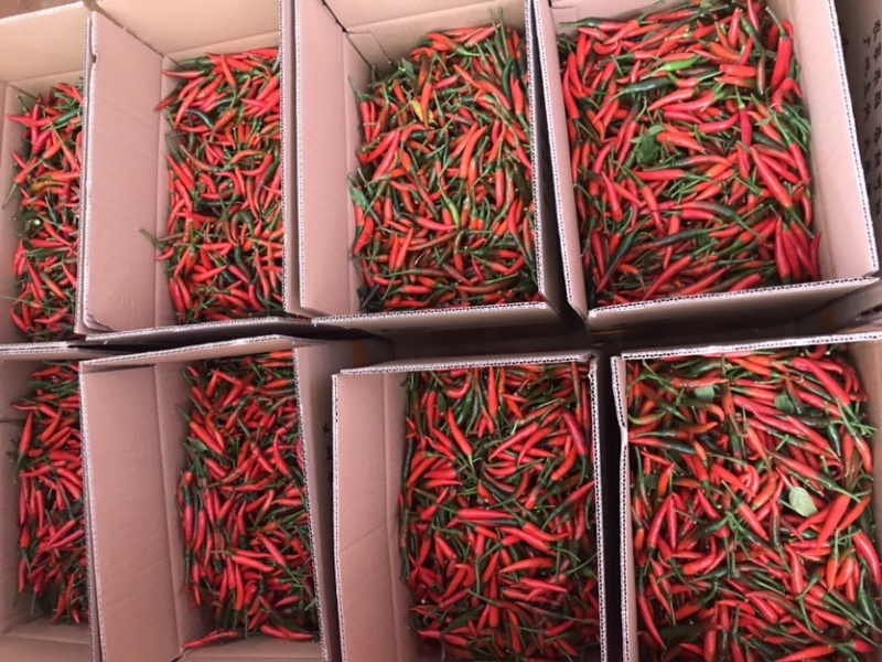 广东小米椒，新鲜辣椒，现摘现发~批发零售
