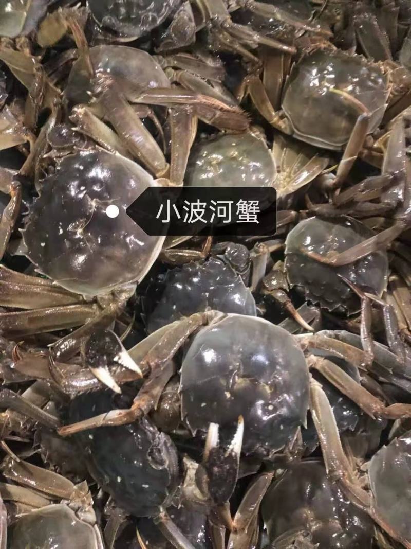 盘锦河蟹.大闸蟹老头蟹，公蟹-母蟹.规格齐全.自助餐专用
